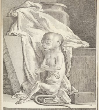 Georges Louis Le Clerc de Buffon, Histoire Naturelle, Bd. 7: L'Histoire Des Animaux Quadrupèdes, Paris 1789 Georges Louis Le Clerc de Buffon, Histoire Naturelle, Bd. 7: L'Histoire Des Animaux Quadrupèdes, Paris 1789