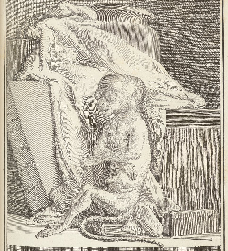 Georges Louis Le Clerc de Buffon, Histoire Naturelle, Bd. 7: L'Histoire Des Animaux Quadrupèdes, Paris 1789