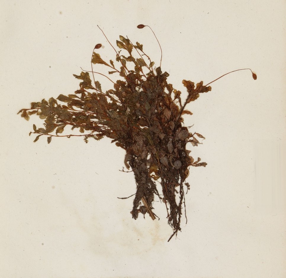 Alphonse de Brébisson, Mousses De La Normandie, Falaise 1826