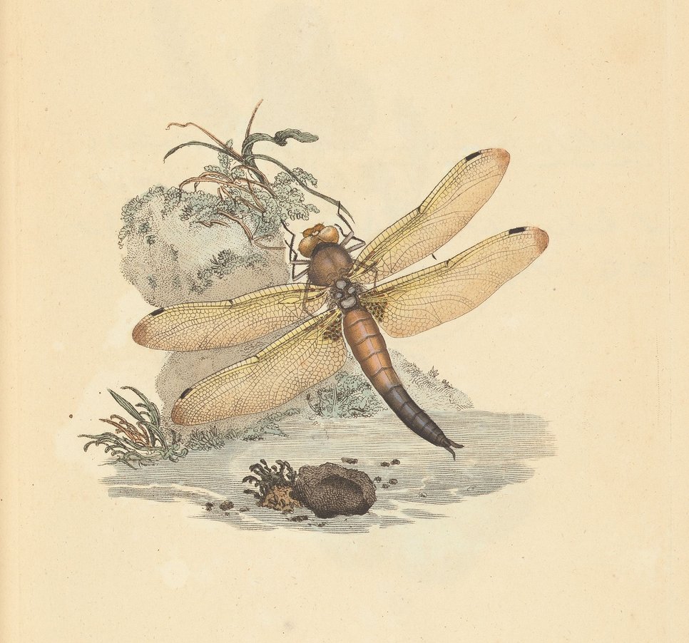 Edward Donovan, Illustrations Of Rare And Beautiful Insects, London 1797.