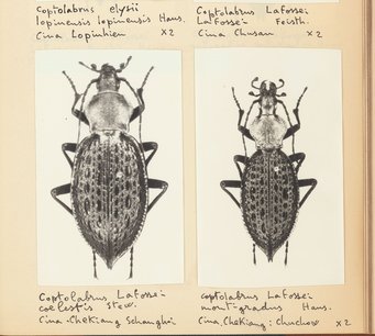 Gustav Hauser, Die Damaster-Coptolabrus-Gruppe, Jena 1921 Gustav Hauser, Die Damaster-Coptolabrus-Gruppe, Jena 1921