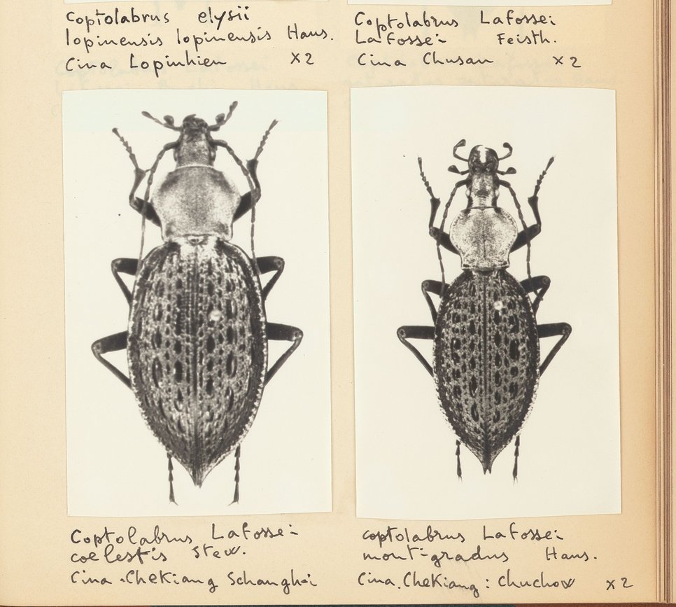 Gustav Hauser, Die Damaster-Coptolabrus-Gruppe, Jena 1921
