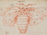 Red pencil drawing of an insect with labeled parts.